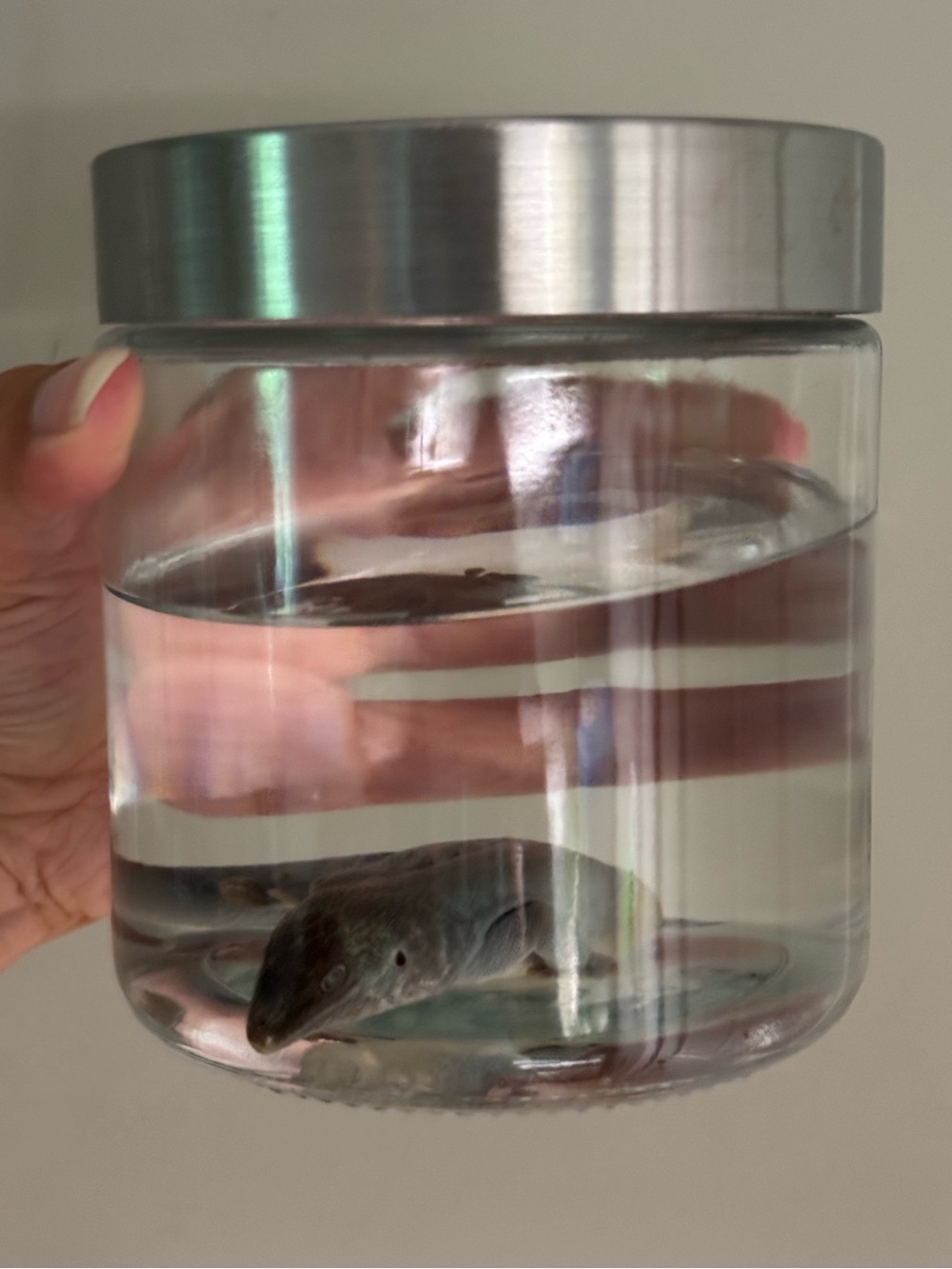 Oddities and Curiosities - Day Gecko preserved wet specimen